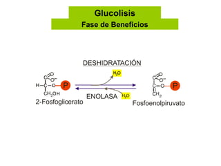 Glucolisis Fase de Beneficios 
