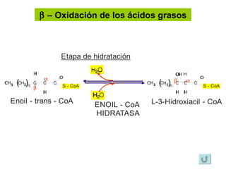   –  Oxidación de los ácidos grasos     