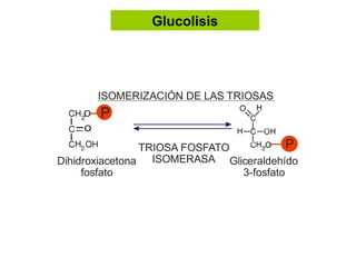 Glucolisis 