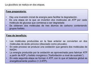 Los procesos fermentativos liberan una menor cantidad de energía que la respiración aerobia, debido a que la oxidación del sustrato no es completa. 