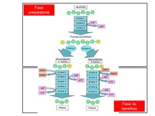 No es necesaria la presencia de oxígeno, (no actúa como aceptor final de electrones). 