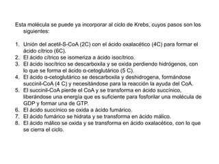 Cada reacción es regulada por una enzima específica y en el proceso total hay una ganancia neta de dos moléculas de ATP. 