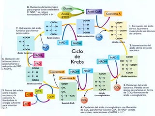 Las reacciones de la glucólisis se llevan a cabo en el citoplasma. 