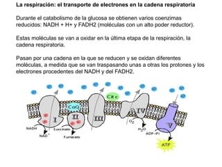 Es una etapa en la que se invierten dos moléculas de ATP por cada molécula de glucosa que comienza a ser degradada 