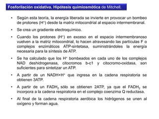 En esta segunda etapa se forman 4 ATP, con lo que el balance global es energéticamente positivo (+ 2 ATP).Fase preparatoriaFase de beneficio
