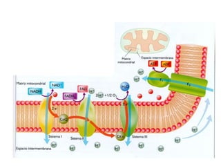 Balance energético de la glucólisisGlucosa + 2 ADP + 2 Pi + 2 NAD+2 piruvato + 2 ATP + 2 NADH + 2 H+ + 2 H2O