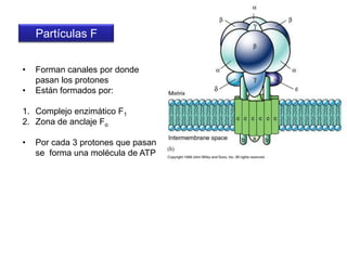Etapas clave de la glucólisisLa etapa 5 del proceso es un punto crucial de esta ruta metabólica. Es necesario que se oxide el NADH producido. Esta oxidación puede hacerse de dos formas:En presencia de oxígeno (respiración celular en las mitocondrias)El NADH extramitocondrial entra en la mitocondria gracias a un intermediario y se convierte en FAD reducido que va a la cadena respiratoriaEn ausencia de oxígeno (fermentaciones, en el citosol). El NADH extramitocondrial se oxida a NAD+ mediante la reducción del piruvatoEl balance energético de una u otra vía van a ser muy diferentes. 
