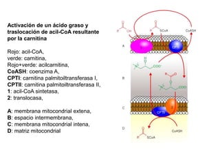 Balance energético del ciclo de Krebs4 NADH 1 FADH21 GTPAcetil CoAAcido PirúvicoComo se obtienen 2 piruvatos por cada molécula de glucosa: 8 NADH 2 FADH22 GTP 2 Acetil CoA2 AcidosPirúvicos