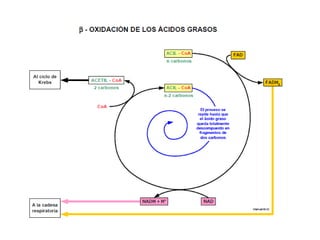 el complejo coenzima-Q reductasa o ubiquinona, 