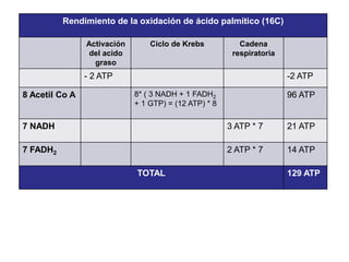 complejo de citocromos b-C1, 