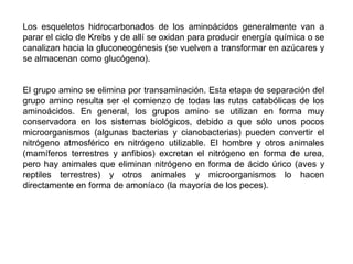 Cada transportador de electrones de la cadena se oxida al ceder electrones y el siguiente se reduce al aceptarlos. Como la energía liberada durante la oxidación es mayor que la consumida para la reducción, en cada paso hay un sobrante de energía que se invierte en la síntesis de ATP.Si las oxidaciones que se producen en la fosforilaciónoxidativa se hicieran en un solo paso, se liberaría una gran cantidad de calor, que además de suponer una pérdida de energía, sería incompatible con las condiciones celulares.