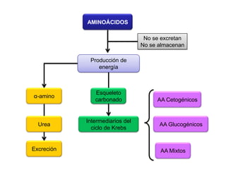 Fosforilaciónoxidativa. Hipótesis quimiosmótica de Mitchell.Según esta teoría, la energía liberada se invierte en provocar un bombeo de protones (H+) desde la matriz mitocondrial al espacio intermembranal. 