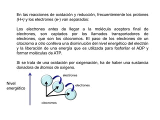 El catabolismo es semejante en los organismos autótrofos y en los heterótrofos.Las reacciones del catabolismo Son reacciones de oxidación y pueden ser:Mediante la pérdida de átomos de hidrógeno que se encuentran unidos al carbono (deshidrogenación).Por ganancia de átomos de oxígeno (oxigenación).Deshidrogenación. Una molécula orgánica se oxida al perder átomos de hidrógeno (por ejemplo, estableciéndose un doble enlace entre dos carbonos).CH3-CH2-CH2- ... + B  CH3-CH= CH - ... + BH2Oxigenación. Una molécula orgánica se oxida al incorporar átomos de oxígeno. (por ejemplo, en la molécula anterior podría ser así):CH3-CH2-CH2- ... + BO   CH3-CH2 - CHOH- ... +B