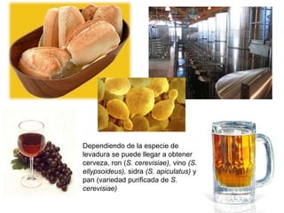 Están formados por: Complejo enzimático F1Zona de anclaje FoPor cada 3 protones que pasan se  forma una molécula de ATPRendimiento energético del catabolismo por respiración de la glucosa: En la glucólisis por cada molécula de glucosa que es degradada se forman dos moléculas de ácido pirúvico, 2 NADH y 2 ATP. 