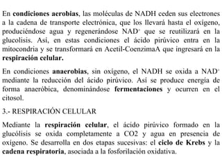 En  condiciones aerobias , las moléculas de NADH ceden sus electrones a la cadena de transporte electrónica, que los llevará hasta el oxígeno, produciéndose agua y regenerándose NAD +  que se reutilizará en la glucolisis. Así, en estas condiciones el ácido pirúvico entra en la mitocondria y se transformará en Acetil-CoenzimaA que ingresará en la  respiración celular. En condiciones  anaerobias , sin oxígeno, el NADH se oxida a NAD +  mediante la reducción del ácido pirúvico. Así se produce energía de forma anaeróbica, denominándose  fermentaciones  y ocurren en el citosol. 3.- RESPIRACIÓN CELULAR Mediante la  respiración celular , el ácido pirúvico formado en la glucólisis se oxida completamente a CO2 y agua en presencia de oxígeno. Se desarrolla en dos etapas sucesivas: el  ciclo de Krebs  y la  cadena respiratoria , asociada a la fosforilación oxidativa. 
