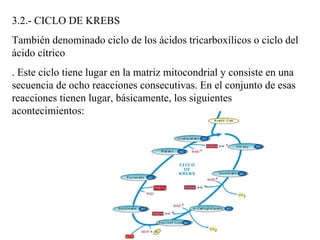 3.2.- CICLO DE KREBS También denominado ciclo de los ácidos tricarboxílicos o ciclo del ácido cítrico . Este ciclo tiene lugar en la matriz mitocondrial y consiste en una secuencia de ocho reacciones consecutivas. En el conjunto de esas reacciones tienen lugar, básicamente, los siguientes acontecimientos:  