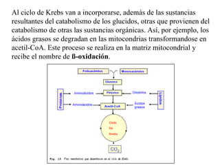Al ciclo de Krebs van a incorporarse, además de las sustancias resultantes del catabolismo de los glucidos, otras que provienen del catabolismo de otras las sustancias orgánicas. Así, por ejemplo, los ácidos grasos se degradan en las mitocondrias transformandose en acetil-CoA. Este proceso se realiza en la matriz mitocondrial y recibe el nombre de  ß-oxidación . 