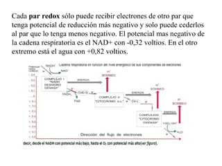 Cada  par redox  sólo puede recibir electrones de otro par que tenga potencial de reducción más negativo y solo puede cederlos al par que lo tenga menos negativo. El potencial mas negativo de la cadena respiratoria es el NAD+ con -0,32 voltios. En el otro extremo está el agua con +0,82 voltios. 