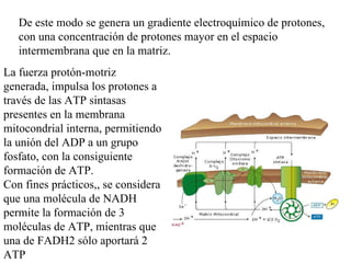 De este modo se genera un gradiente electroquímico de protones, con una concentración de protones mayor en el espacio intermembrana que en la matriz. La fuerza protón-motriz generada, impulsa los protones a través de las ATP sintasas presentes en la membrana mitocondrial interna, permitiendo la unión del ADP a un grupo fosfato, con la consiguiente formación de ATP.  Con fines prácticos,, se considera que una molécula de NADH permite la formación de 3 moléculas de ATP, mientras que una de FADH2 sólo aportará 2 ATP 