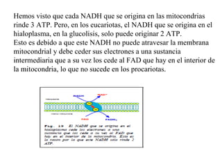 Hemos visto que cada NADH que se origina en las mitocondrias rinde 3 ATP. Pero, en los eucariotas, el NADH que se origina en el hialoplasma, en la glucolisis, solo puede originar 2 ATP.  Esto es debido a que este NADH no puede atravesar la membrana mitocondrial y debe ceder sus electrones a una sustancia intermediaria que a su vez los cede al FAD que hay en el interior de la mitocondria, lo que no sucede en los procariotas. 