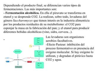 Dependiendo el producto final, se diferencian varios tipos de fermentaciones. Las más importantes son: - Fermentación alcohólica.  En ella el piruvato se transforma en etanol y se desprende CO2. La realizan, sobre todo, levaduras del género  Saccharomyces  que tienen interés en la industria alimenticia por los productos residuales de su metabolismo: el CO2 para esponjar la masa en la fabricación del pan; y el etanol para producir diferentes bebidas alcohólicas (vino, sidra, cerveza...). - Las levaduras son organismos aerobios facultativos. -Efecto Pasteur: inhibición del proceso fermentativo en presencia del oxígeno molecular. Si hay oxígeno lo utilizan, y degradan el pirúvico hasta CO2 y agua.  