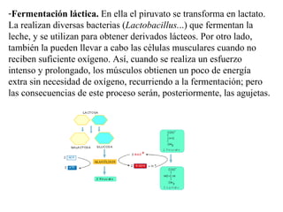 Fermentación láctica.  En ella el piruvato se transforma en lactato. La realizan diversas bacterias ( Lactobacillus. ..) que fermentan la leche, y se utilizan para obtener derivados lácteos. Por otro lado, también la pueden llevar a cabo las células musculares cuando no reciben suficiente oxígeno. Así, cuando se realiza un esfuerzo intenso y prolongado, los músculos obtienen un poco de energía extra sin necesidad de oxígeno, recurriendo a la fermentación; pero las consecuencias de este proceso serán, posteriormente, las agujetas.  