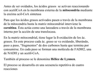 Antes de ser oxidados, los ácidos grasos  se activan reaccionando con acetilCoA en la membrana externa de la  mitocondria  mediante la enzima acil-CoA sintetasa Para que los ácidos grasos activados pasen a través de la membrana de la mitocondria hasta la matriz mitocondrial interviene la  carnitina . Ésta actúa como una lanzadera a través de la membrana interna por la acción de una translocasa. En la matriz mitocondrial, tiene lugar la ß-oxidación de los ác. grasos. En este proceso cada ác. graso se va oxidando, liberándo, paso a paso, "fragmentos" de dos carbonos hasta que termina por consumirse. En cada paso se forman una molécula de FADH2, una de NADH y un acetil-CoA.  También al proceso se le denomina  Hélice de Lynnen .  El proceso se desarrolla en una secuencia repetitiva de cuatro reacciones 