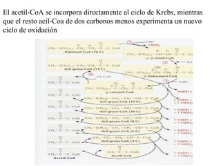 El acetil-CoA se incorpora directamente al ciclo de Krebs, mientras que el resto acil-Coa de dos carbonos menos experimenta un nuevo ciclo de oxidación 