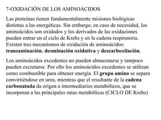 7-OXIDACIÓN DE LOS AMINOÁCIDOS Las proteínas tienen fundamentalmente misiones biológicas distintas a las energéticas. Sin embargo, en caso de necesidad, los aminoácidos son oxidados y los derivados de las oxidaciones pueden entrar en el ciclo de Krebs y en la cadena respiratoria. Existen tres mecanismos de oxidación de aminoácidos:  transaminación ,  desminación oxidativa  y  descarboxilación . Los aminoácidos excedentes no pueden almacenarse y tampoco pueden excretarse. Por ello los aminoácidos excedentes se utilizan como combustible para obtener energía. El  grupo amino  se separa convirtiéndose en urea, mientras que el resultante de la  cadena carbonatada  da origen a intermediarios metabólicos, que se incorporan a las principales rutas metabólicas (CICLO DE Krebs) 