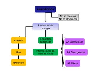 AMINOÁCIDOS No se excretan  No se almacenan Producción de energía α-amino Excreción Urea Esqueleto carbonado Intermediarios del ciclo de Krebs AA Mixtos AA Glucogénicos AA Cetogénicos 