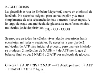 2.- GLUCÓLISIS La glucolisis o ruta de Embden-Meyerhof, ocurre en el citosol de la célula. No necesita oxígeno para su realización y se trata simplemente de una secuencia de más o menos nueve etapas. A lo largo de estas una molécula de glucosa se transforma en dos moléculas de ácido pirúvico. Se produce en todas las células vivas, desde procariotas hasta eucariotas animales y vegetales. Se necesita la energía de 2 moléculas de ATP para iniciar el proceso, pero una vez iniciado se producen 2 moléculas de NADH y 4 de ATP por lo que el balance final es de: 2 NADH y 2 ATP por molécula de glucosa: Glucosa + 2 ADP + 2Pi + 2 NAD +  ==>2 Acido pirúvico + 2 ATP + 2 NADH + 2 H +  + 2 Agua CH 3  - CO - COOH 
