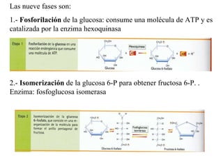 Las nueve fases son: 1.-  Fosforilación  de la glucosa: consume una molécula de ATP y es catalizada por la enzima hexoquinasa 2.-  Isomerización  de la glucosa 6-P para obtener fructosa 6-P. . Enzima: fosfoglucosa isomerasa 
