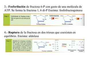 3.-  Fosforilación  de fructosa 6-P con gasto de una molécula de ATP. Se forma la fructosa 1, 6 di-P Enzima: fosfofructoquinasa 4.-  Ruptura  de la fructosa en dos triosas que coexisten en equilibrio. Enzima: aldolasa 