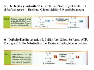 5.-  Oxidación y fosforilación : Se obtiene NADH. y el ácido 1, 3 difosfoglicérico  . Enzima : Gliceraldehído 3-P deshidrogenasa 6.-  Defosforilación  del ácido 1, 3 difosfoglicérico. Se forma ATP. Da lugar al ácido 3-fosfoglicérico. Enzima: fosfoglicerato quinasa 