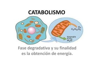 CATABOLISMO




Fase degradativa y su finalidad
  es la obtención de energía.
 
