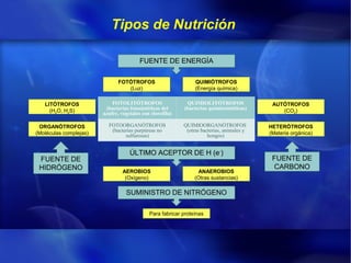 Tipos de Nutrición

                                         FUENTE DE ENERGÍA

                               FOTÓTROFOS ...