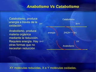 Anabolismo Vs Catabolismo


Catabolismo, produce                     Catabolismo
energía a través de la   XY              ...