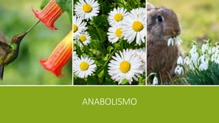 ANABOLISMO
 
