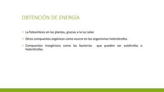 OBTENCIÓN DE ENERGÍA
▪ La fotosíntesis en las plantas, gracias a la luz solar.
▪ Otros compuestos orgánicos como ocurre en los organismos heterótrofos.
▪ Compuestos inorgánicos como las bacterias que pueden ser autótrofas o
heterótrofas.
 