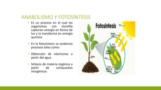 ANABOLISMO Y FOTOSÍNTESIS
▪ Es un proceso en el cual los
organismos con clorofila
capturan energía en forma de
luz y la transforma en energía
química.
▪ En la fotosíntesis se evidencia
procesos tales como:
▪ Obtención de electrones a
partir del agua
▪ Síntesis de materia orgánica a
partir de compuestos
inorgánicos
 