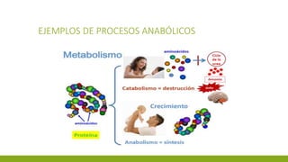 EJEMPLOS DE PROCESOS ANABÓLICOS
 