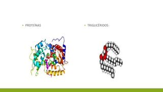 ▪ PROTEÍNAS ▪ TRIGLICÉRIDOS
 