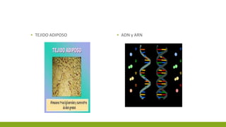 ▪ TEJIDO ADIPOSO ▪ ADN y ARN
 