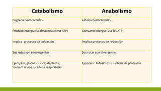 Catabolismo Anabolismo
Degrada biomoléculas Fabrica biomoléculas
Produce energía (la almacena como ATP) Consume energía (usa las ATP)
Implica procesos de oxidación Implica procesos de reducción
Sus rutas son convergentes Sus rutas son divergentes
Ejemplos: glucólisis, ciclo de Krebs,
fermentaciones, cadena respiratoria
Ejemplos: fotosíntesis, síntesis de proteínas
 