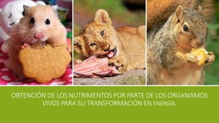 OBTENCIÓN DE LOS NUTRIMENTOS POR PARTE DE LOS ORGANISMOS
VIVOS PARA SU TRANSFORMACIÓN EN ENERGÍA.
 