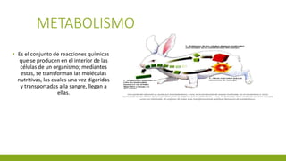 METABOLISMO
▪ Es el conjunto de reacciones químicas
que se producen en el interior de las
células de un organismo; mediantes
estas, se transforman las moléculas
nutritivas, las cuales una vez digeridas
y transportadas a la sangre, llegan a
ellas.
 
