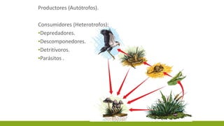 Productores (Autótrofos).
Consumidores (Heterotrofos):
▪Depredadores.
▪Descomponedores.
▪Detritívoros.
▪Parásitos .
 