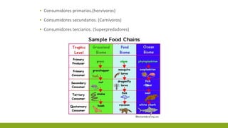 ▪ Consumidores primarios.(hervívoros)
▪ Consumidores secundarios. (Carnívoros)
▪ Consumidores terciarios. (Superpredadores)
 