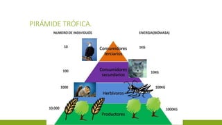 PIRÁMIDE TRÓFICA.
 
