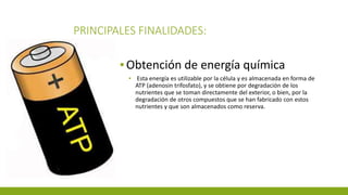 PRINCIPALES FINALIDADES:
▪Obtención de energía química
▪ Esta energía es utilizable por la célula y es almacenada en forma de
ATP (adenosin trifosfato), y se obtiene por degradación de los
nutrientes que se toman directamente del exterior, o bien, por la
degradación de otros compuestos que se han fabricado con estos
nutrientes y que son almacenados como reserva.
 